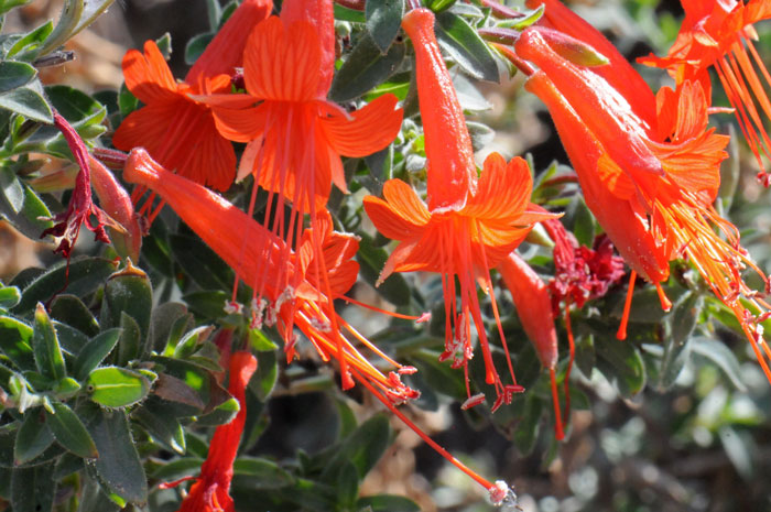 Epilobium canum, Hummingbird Trumpet